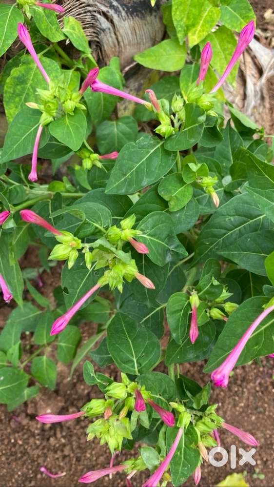 spacious independent house, ( 3 portions each 1bhk with all amenities)