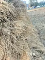 Paddy grass. On road