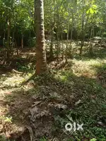 ഒറ്റപ്പാലം മുനിസിപ്പാലിറ്റി 34ആം വാർഡിൽ 12 സെൻറ്റ് സ്ഥലം (പറമ്പ്)