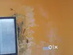 Colour paint contractor