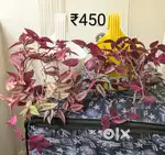 Plants for sale