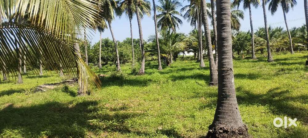 Coconut Farmland For Sale