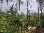Farm Land 50 cent for sale in Irulam Wayanad