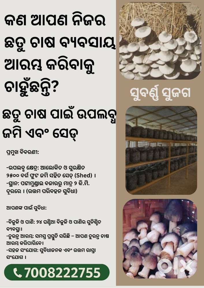 କଣ ଆପଣ ନିଜର ଛତୁ ଚାଷ ବ୍ୟବସାୟ ଆରମ୍ଭ କରିବାକୁ ଚାହୁଁଛନ୍ତି?