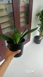 Sansevieria indoor plant
