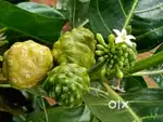 Greenary Plants