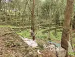 Land for Sale 1.16 Acres with Rubber Trees, Ranni Angadi, Pathanamtha