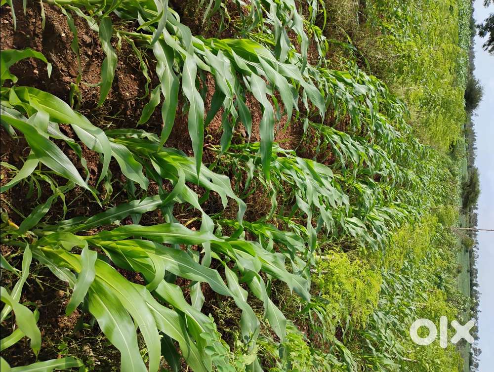 Agriculture Land for sale