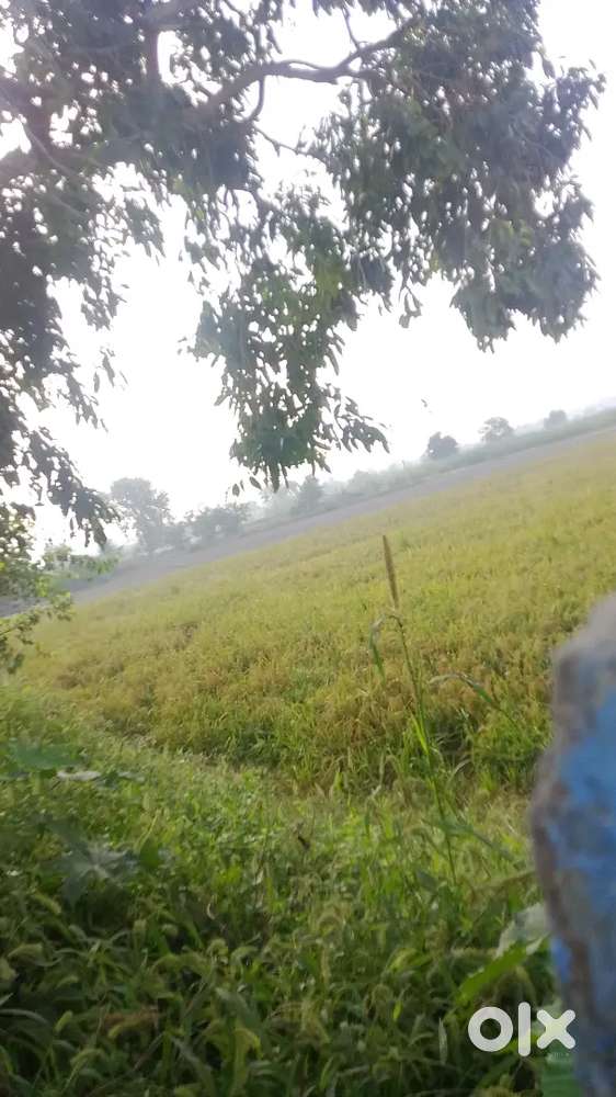 Jameen dekhni hai