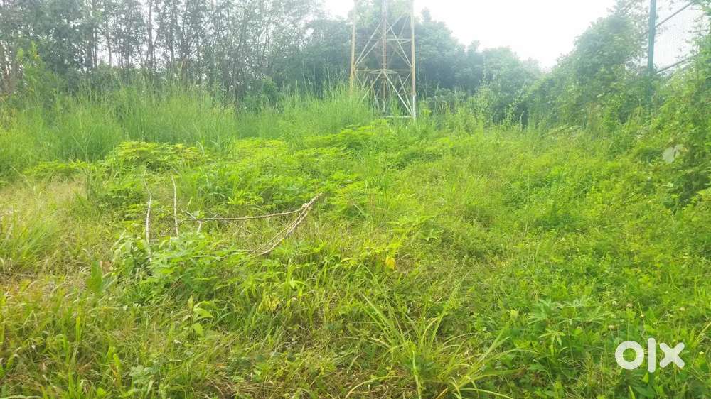 Grass cutting
