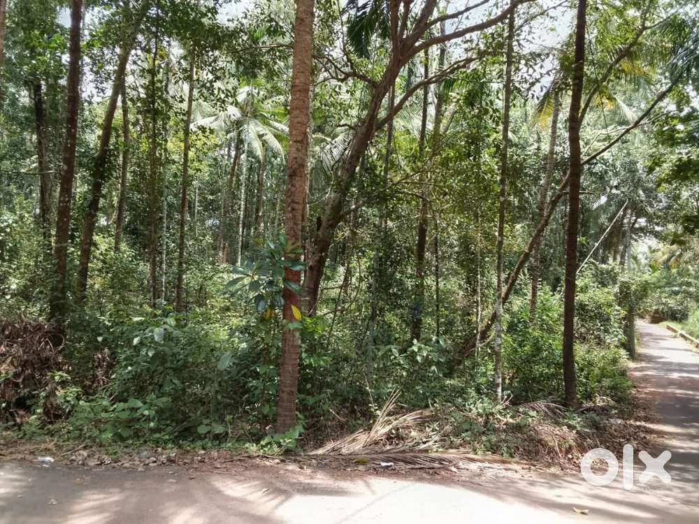 155 Cents in Eachur – Peaceful Villa Plot Just 1.5 km From Main Road