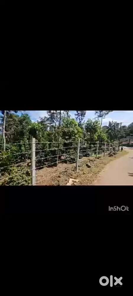 A beautiful recorded area 7acres plantation type robusta coeffe pepper