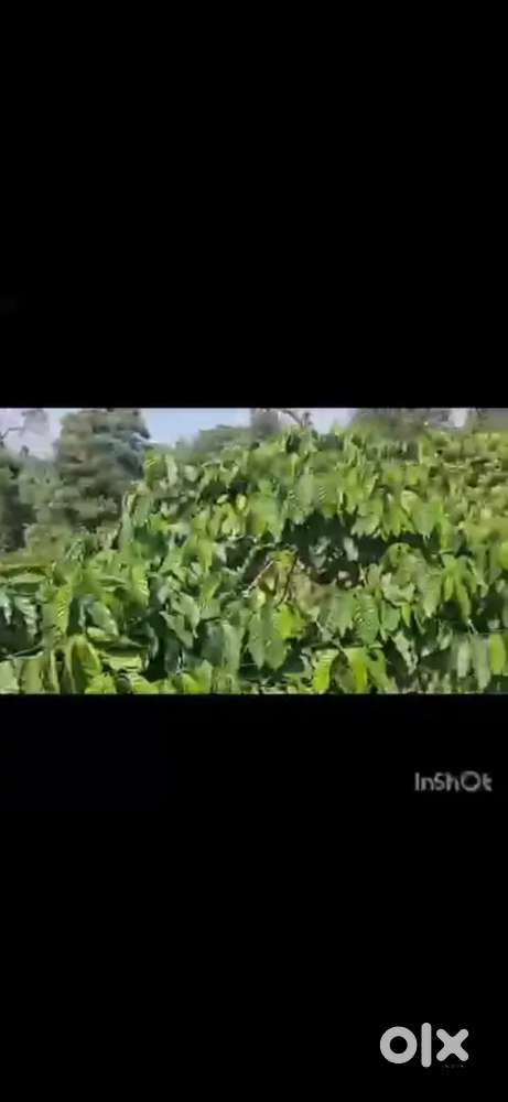 3acre NH ATTACHED ESTATE FOR SALE NEAR SAKLESHPURA