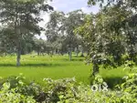 धमतरी से कुंदार्थी रोड में रजौली मौखा के बीच आधा एकड़ जमीन है बिल्कुल