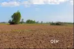 6.5 Acer Land For Sale in Shedung Panvel Navi Mumbai