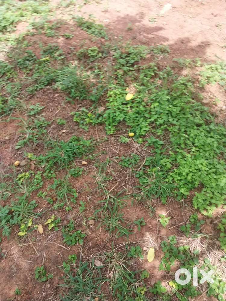 10 Acres Agricultural Land For Sale near Bagalur