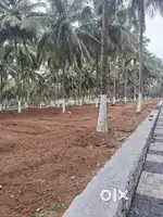 Beautiful coconut farmland