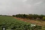 मायजा में 11 बीघा जनरल