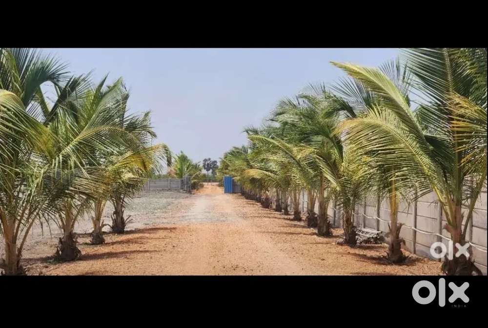 12 Acres ( 4 Acres Jama + 2 Acres Java plum) and 6 Acres open Land