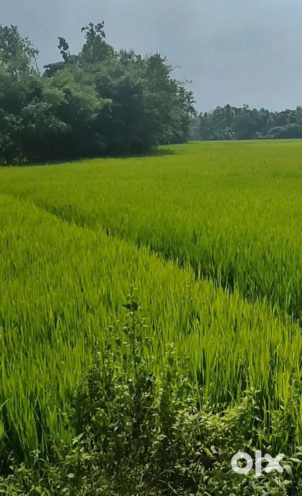 Land for sale 7 bigha, 4 kotha, 3 lesa