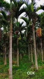 Land for sale 1 acer in 50 lack