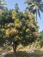 Coconut land
