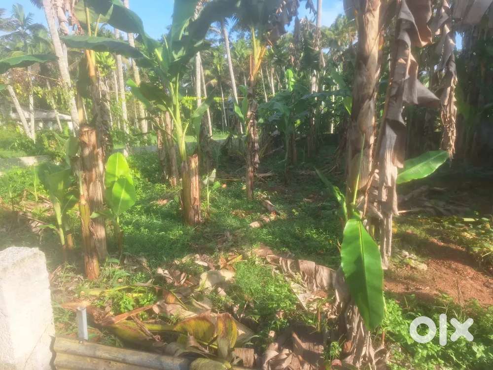 Plot for Sale, Edathara Chengottukonam