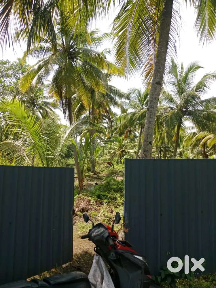 1 Acre Dry Land (101Cent) near Pallana river ideal for FARM/RESIDENCE