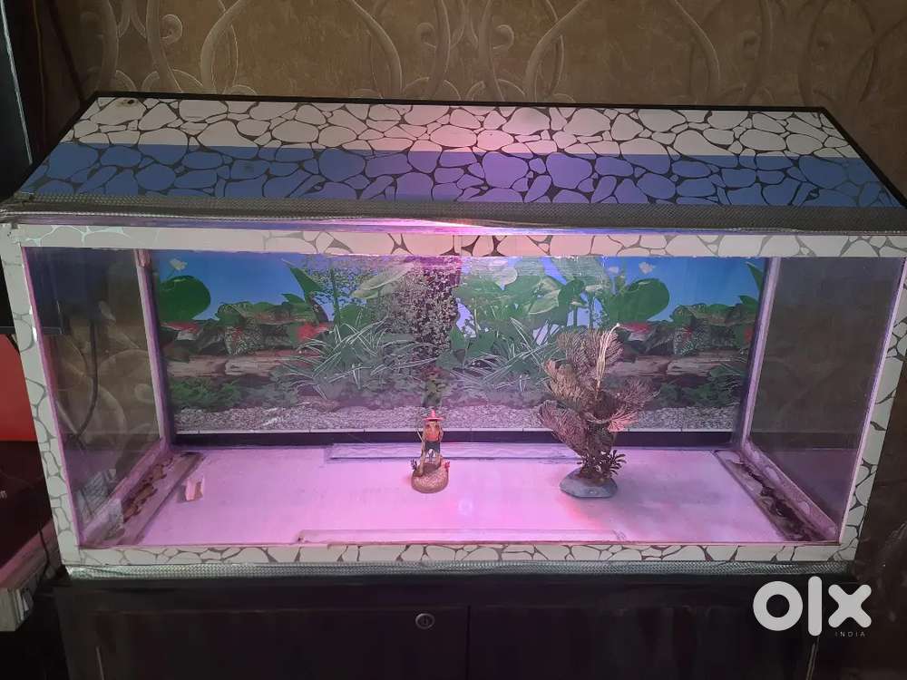 Fish Tank, 5 ft
