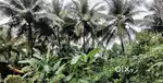3Acres of Agricultural land for sale in Vittla