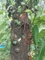 നാടൻ പ്ലാവ്