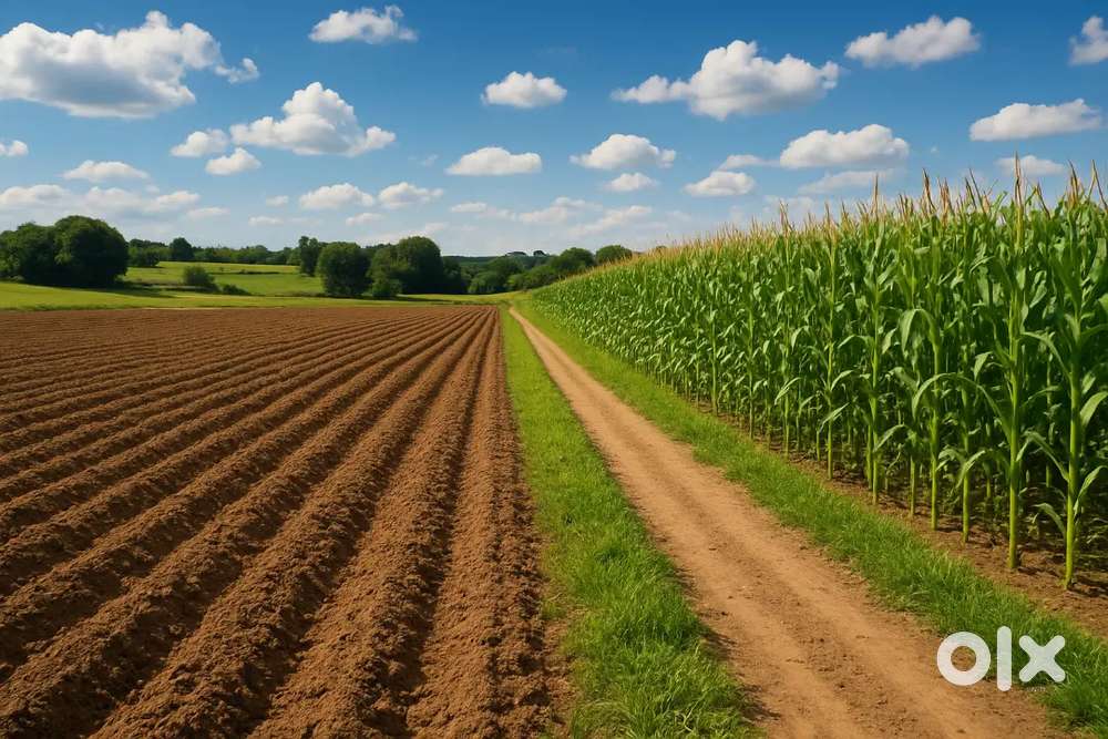 Agriculture Land  Sale Gram Khurchani, Bilkisganj Ratibad Sehore Road