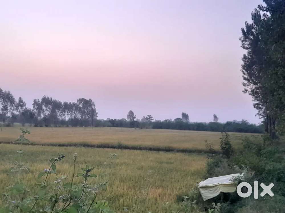 9 bigha  jameen bikau h 13lac per bigha 1.5km under h loic ;banakhera