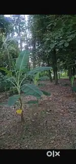 KODANAD. RIVER SIDE PLAIN LAND. 30 CENTS.