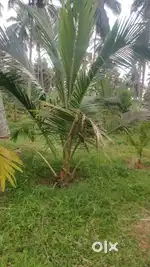 Pollachi to Coimbatore road nearly