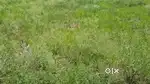 21000 sq ft plot in Electronic City near to Silk borad.