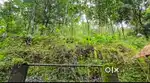Thekoy ellikkalkallu root Tar road Frontage 5AC Rubber estate for sale