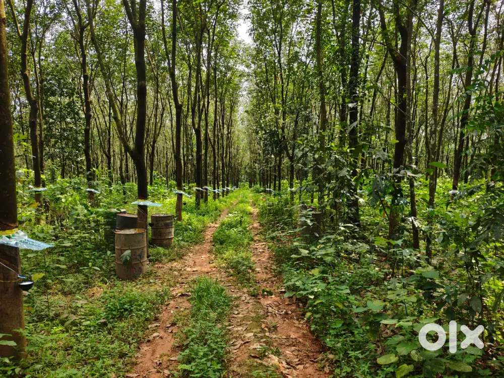 Kothamangalam 20 acre for sale