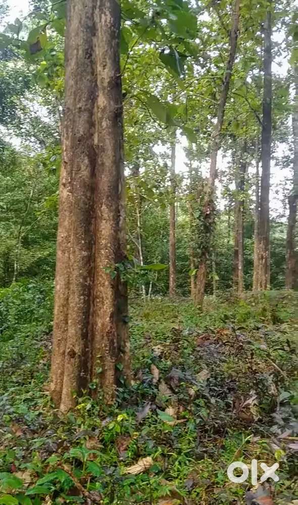 Erattupetta Near 7.5 AC Land with old christian traditional house