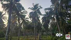 Coconut farm for sale in Kozhinjampara, Palakkad
