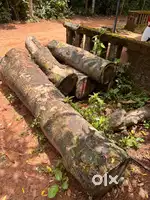 പ്ലാവ് മരം വിൽപ്പനക്ക്