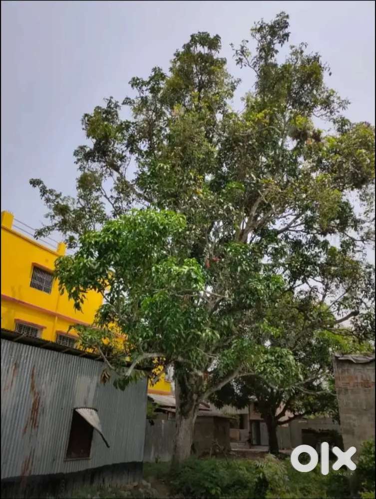3 KATHA JAIGA , GOPAL PUR NEAR RADHA KRISHNA MANDIR, ENGLISH BAZAR