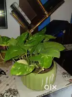 MOney plant