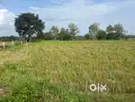 Near Gajwel,Suitable for FarmHouse,10 Guntas Agrriculture land sale
