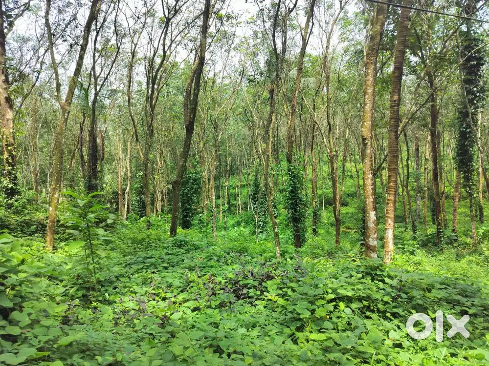 Pala.kanjiramatom.7.acare.rubber.centinu.32000