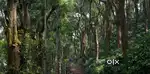 Chikkamgaluru - 391 acre coffee estate