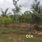 10000 Sqft Farm Land at ECR Cheyyur
