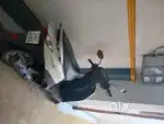 Lets suzuki