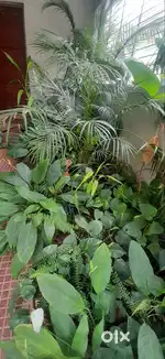Pots with soil and compost mix
