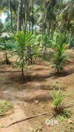 43 cent coconut farm house land sales